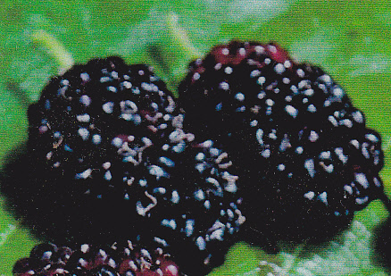 Vrucht